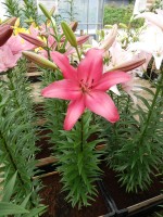 [4100 Purple Diamond DJ No01.JPG]